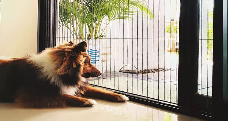 Sliding Screen Pet Door Repair in Temple Terrace, FL