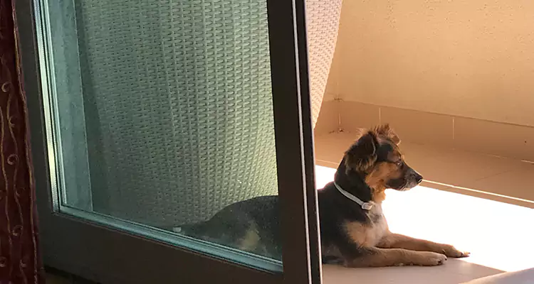 French Door Pet Screen Repair in Temple Terrace, FL